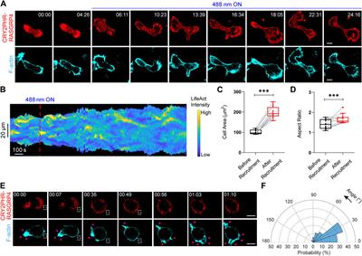 Optogenetic modulation of guanine nucleotide exchange factors of Ras superfamily proteins directly controls cell shape and movement